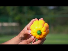 TPR 거북이 공 흔들림은 웃음 소리를 만듭니다. 양육 및 훈련을위한 대화형 개 장난감